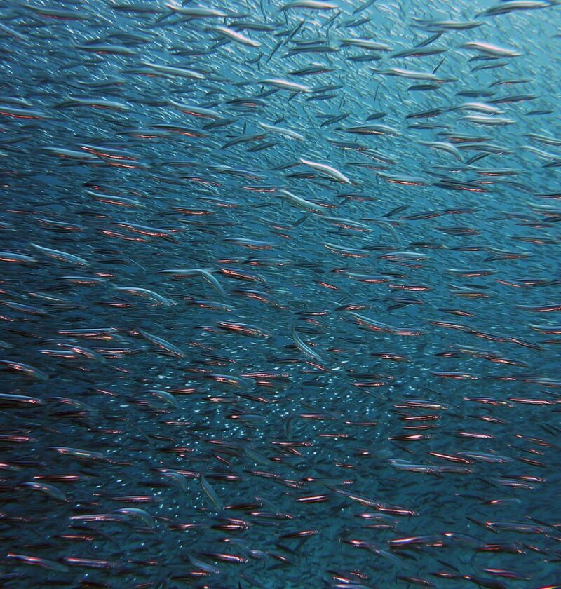 fish, swarm, underwater, sea, ocean, fish swarm, animals, swim, nature, water, marine life, underwater world, blue, fish, fish, fish, fish, fish, underwater