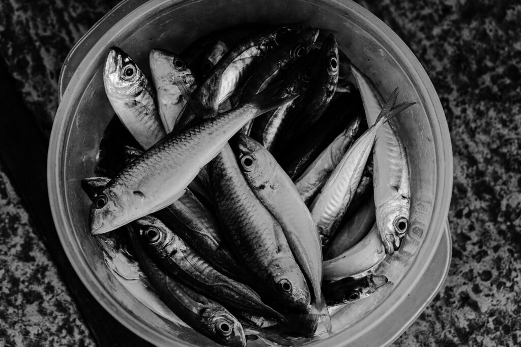 pexels-photo-8444341-8444341 Monochrome image of fresh fish arranged in a bucket, top view.