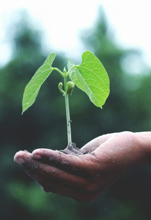 A young sapling held in hands symbolizes growth and sustainability.