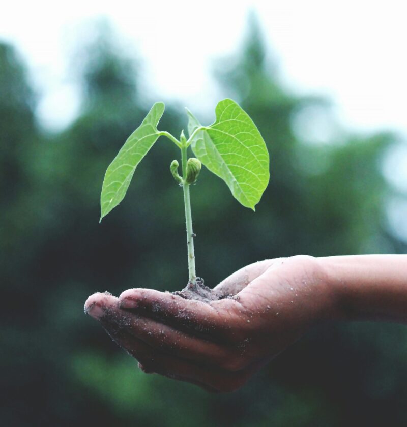 A young sapling held in hands symbolizes growth and sustainability.