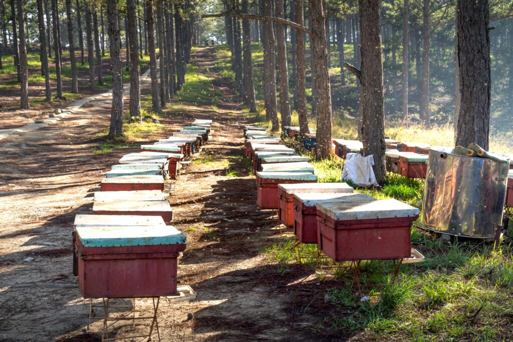 Rows of wooden beehives in a sunny forest setting, showcasing beekeeping in nature.
