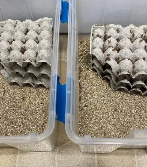 Immagine 2025 11 13 155937